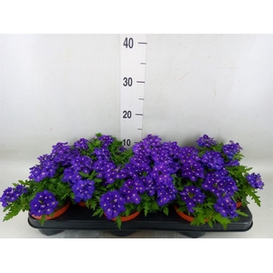 Verbena  'Rapunzel Violet'