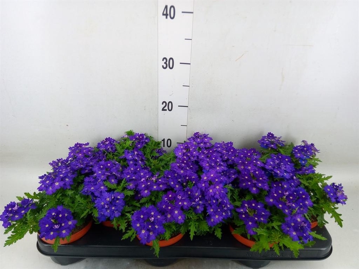 <h4>Verbena  'Rapunzel Violet'</h4>