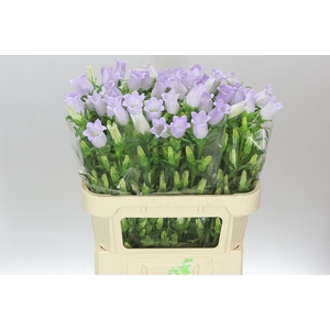 Campanula M Champ Lilac
