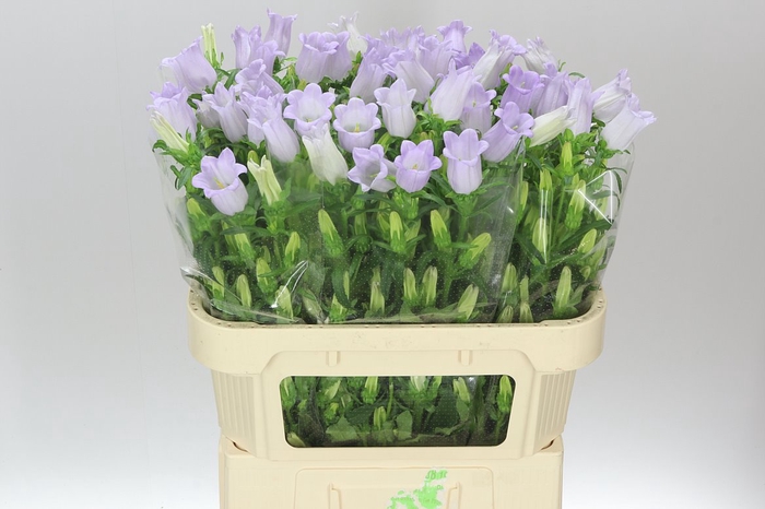 <h4>Campanula M Champ Lilac</h4>