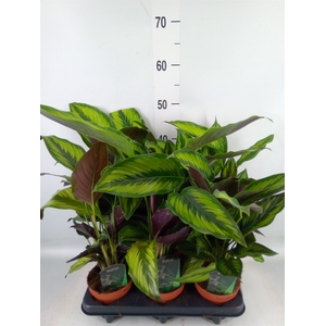 Calathea  'Beautystar'