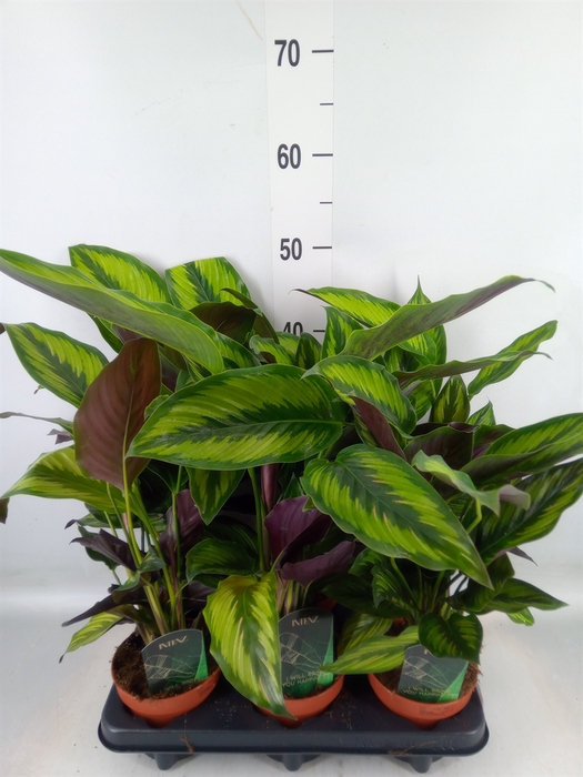 <h4>Calathea  'Beautystar'</h4>