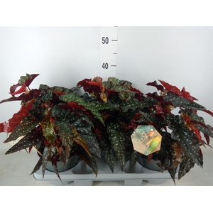 Begonia BD mac. 'Black Forest'