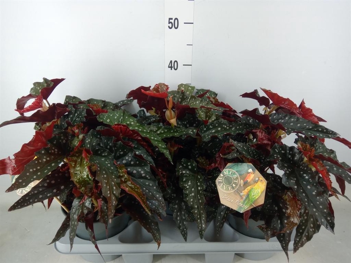 <h4>Begonia BD mac. 'Black Forest'</h4>