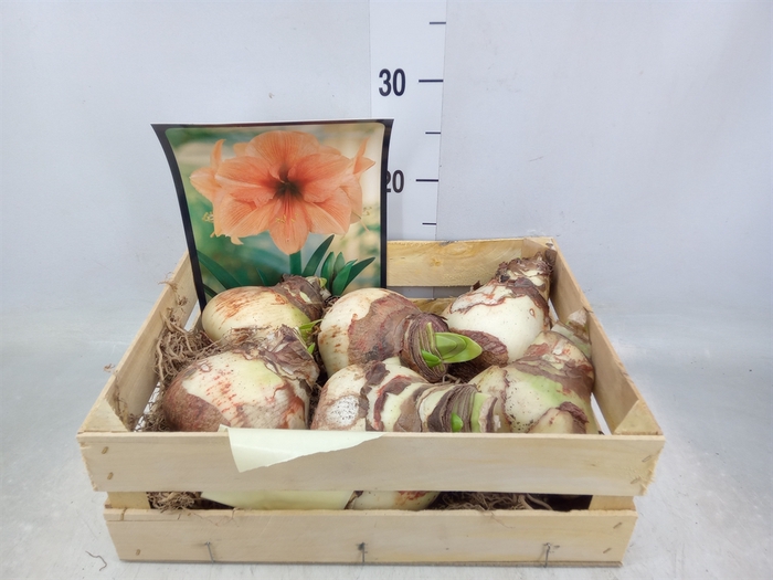 <h4>Hippeastrum   ...flowerbulbs</h4>