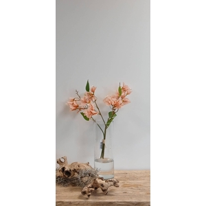 BOUGAINVILLEA BUNDLE PEACH BK770001 L40