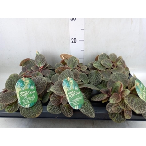 Episcia cupreata 'Shimmer'