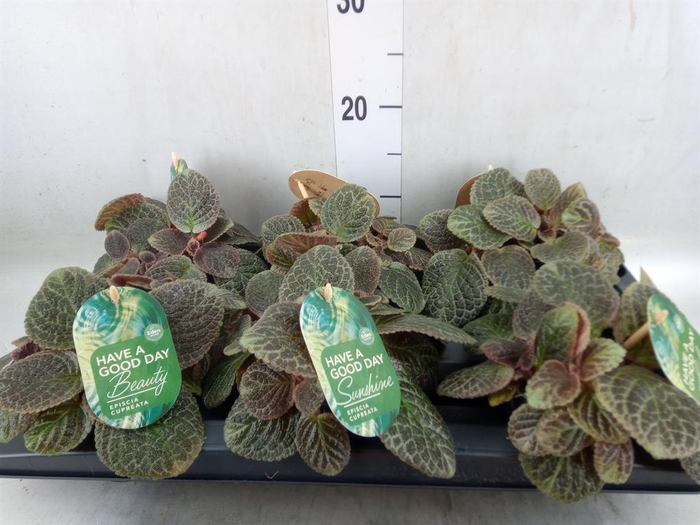<h4>Episcia cupreata 'Shimmer'</h4>