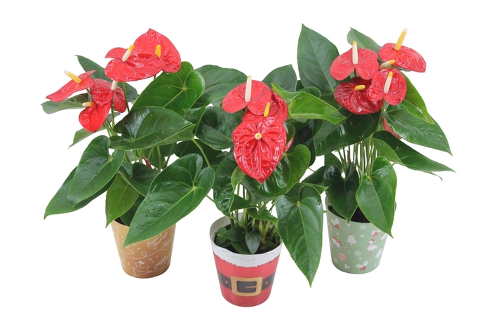 <h4>Anthurium XL.10 Mauii Red 12cm in verschillende kerstcovers</h4>