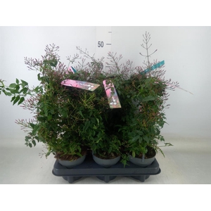 Jasminum polyanthum   ...rose