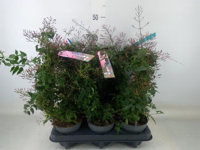 <h4>Jasminum polyanthum   ...rose</h4>