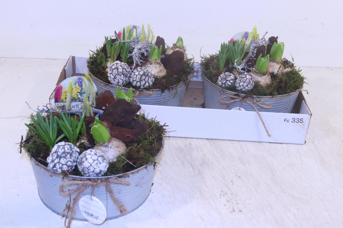 <h4>ARR BOL KNOLGEWAS</h4>