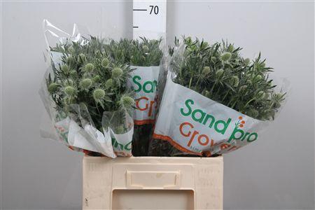 <h4>Eryn Mag Whit Lagoon</h4>