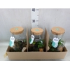 Arr.   Planten H%
