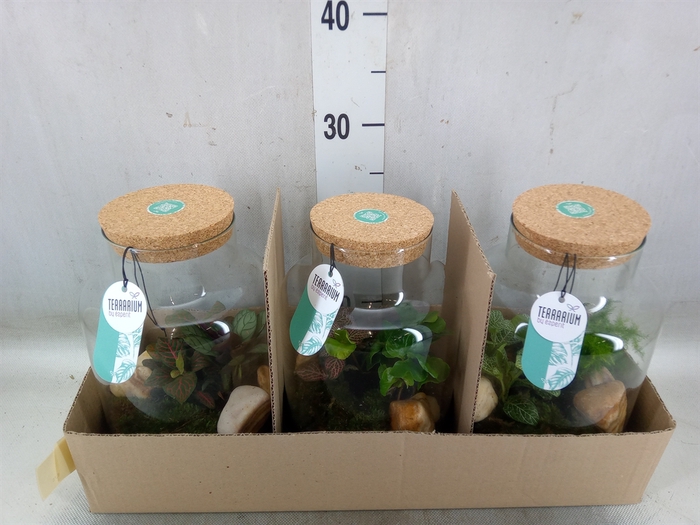 Arr.   Planten H%