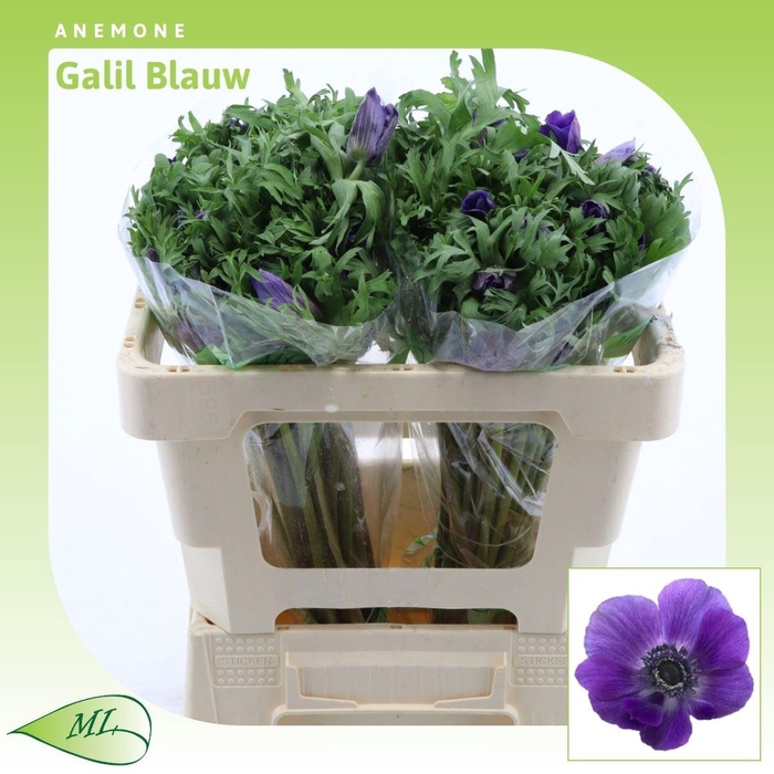 <h4>Anemone Galil Blauw</h4>