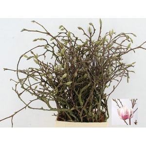 MAGNOLIA GRANDIFLORA X25 GRILLIG