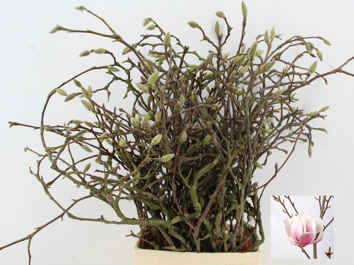 <h4>MAGNOLIA GRANDIFLORA X25 GRILLIG</h4>