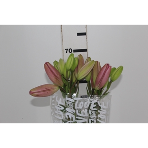 LIRIO ALBUFEIRA 070 CM HT 2/3 FLS ROSA