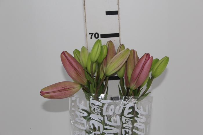 LIRIO ALBUFEIRA 070 CM HT 2/3 FLS ROSA