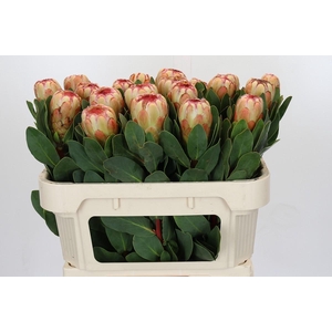 Protea Grandicolor