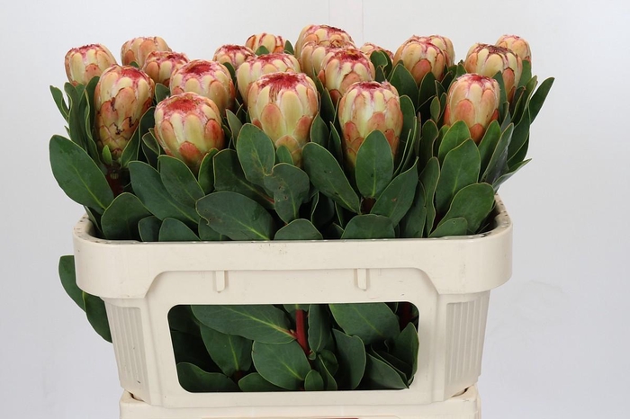 <h4>Protea Grandicolor</h4>