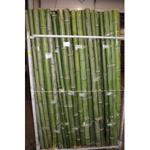 Bamboe 60-70 2meter