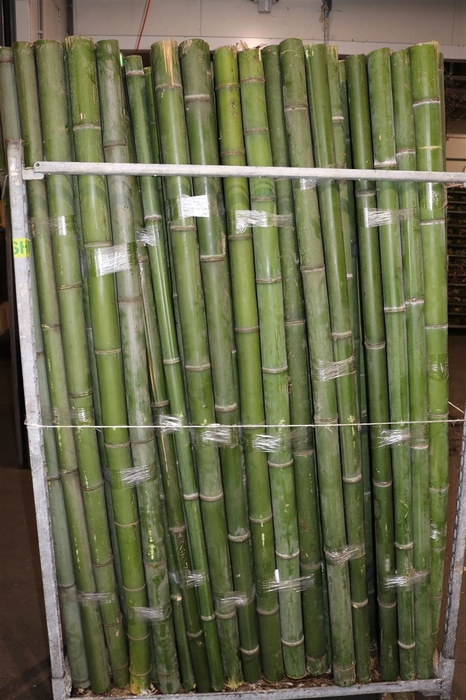 Bamboo 60/70 2 M Phyllostachys