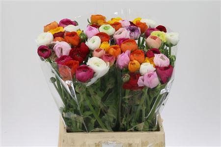 <h4>Ran El Gem In Bos</h4>