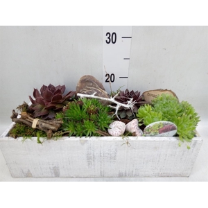 Arr.  Sempervivum L%