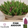 Tu En Pink Ardour