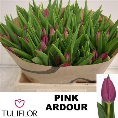 Tu En Pink Ardour