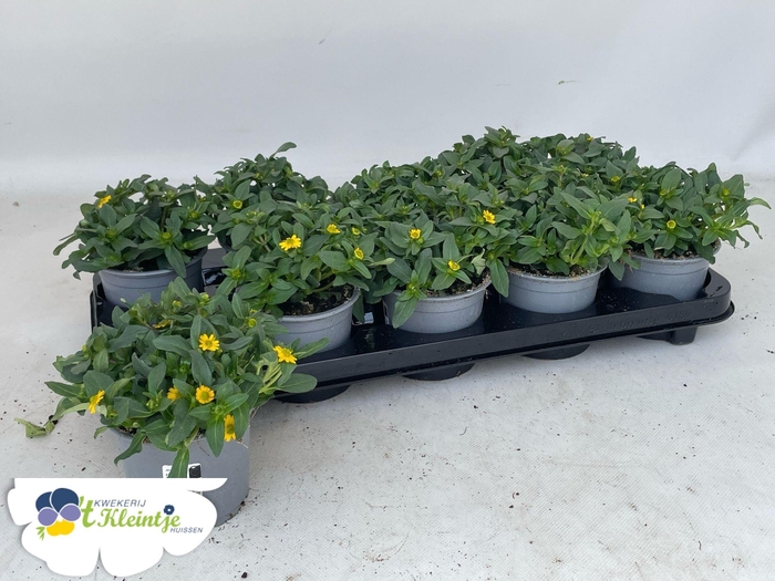 <h4>SANV PRO SUN S GOLD</h4>