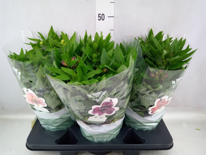 <h4>Alstroemeria  'Inca Collection'</h4>