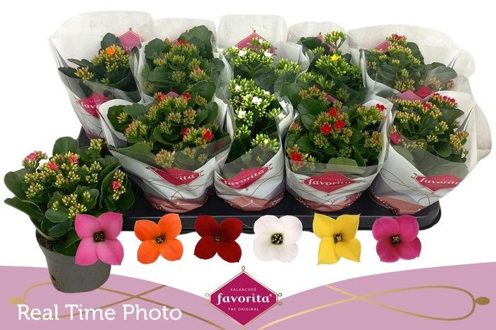 <h4>KAL EN GEM 6 KL</h4>