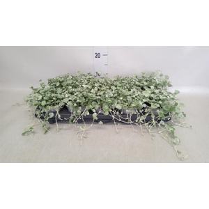 Dichondra argentea 'Silver Falls'