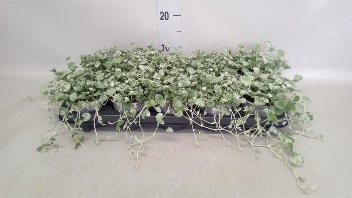 <h4>Dichondra argentea 'Silver Falls'</h4>