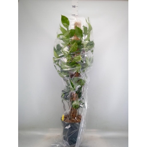 Philodendron pedatum