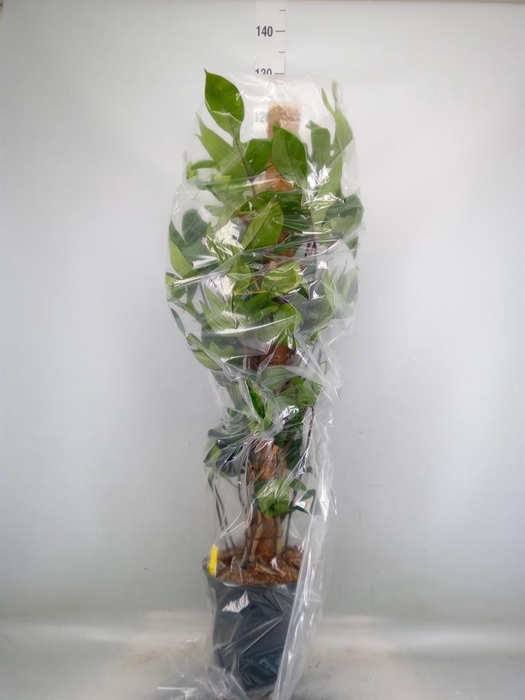 <h4>Philodendron pedatum</h4>