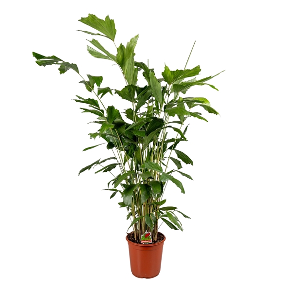 <h4>Caryota Mitis P24cm - H130cm</h4>