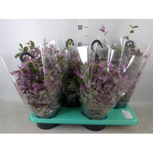 Tradescantia flum. 'Pink Hill'