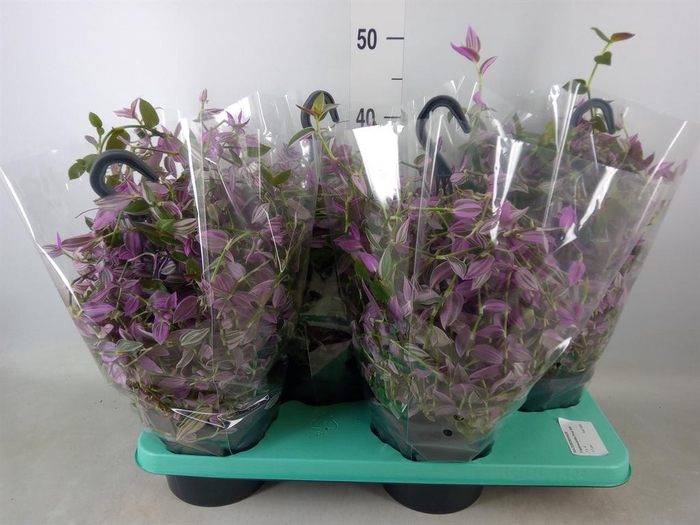 <h4>Tradescantia flum. 'Pink Hill'</h4>