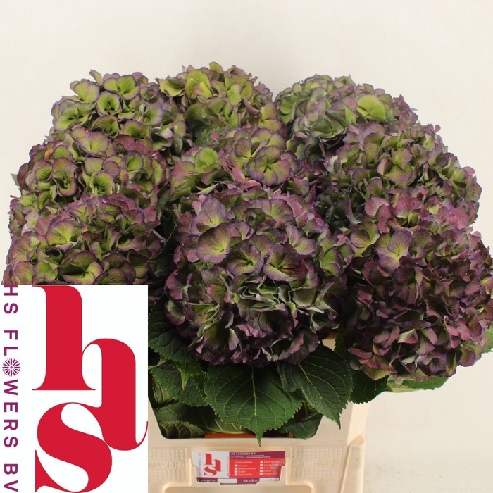 <h4>Hydrangea elbtal classic</h4>