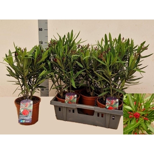 NERI OLEANDER