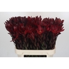 Leucadendron Saf Sunset Dark R.