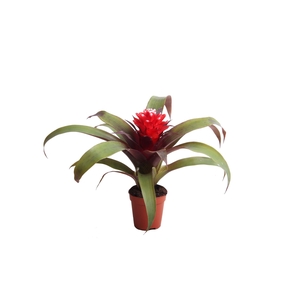 Guzmania  'Hope'