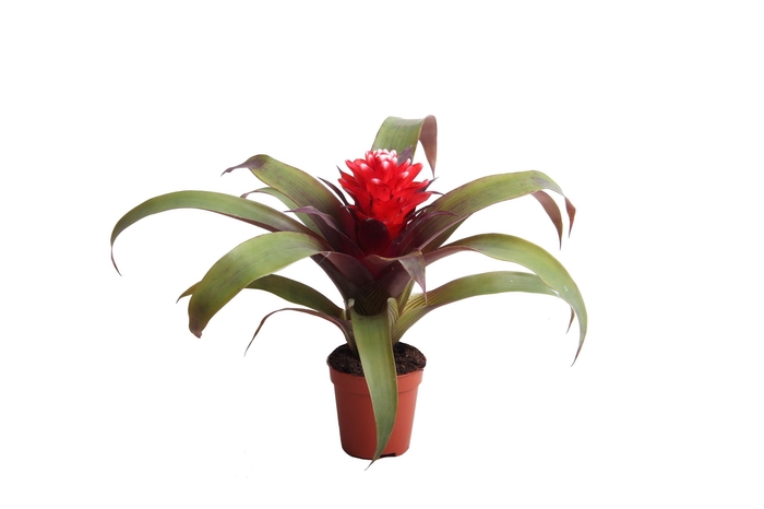 <h4>Guzmania  'Hope'</h4>