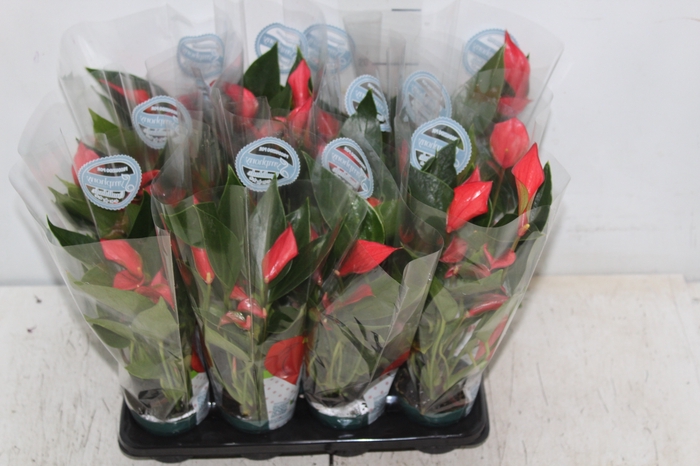 <h4>ANTHURIUM TRILLIONS RED P06</h4>