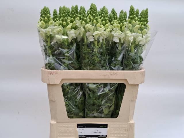 <h4>ANTIR POTO IVORY WH</h4>