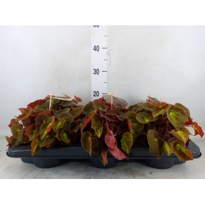 Begonia BD 'MagicColours Montuno'